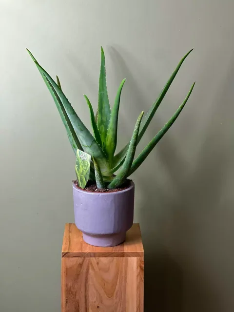 Aloe Vera Bitkisi