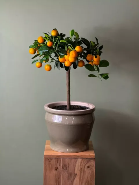 Mandalina Ağacı