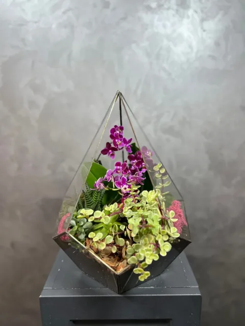 Mini Orkide Teraryum
