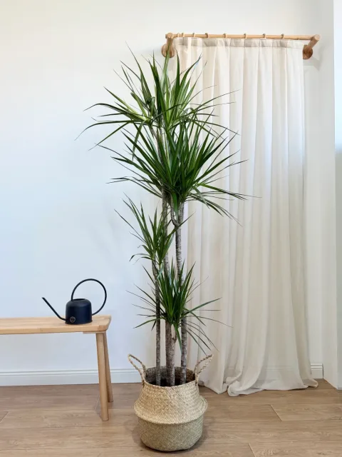 Marginata 180 cm Salon Bitkisi
