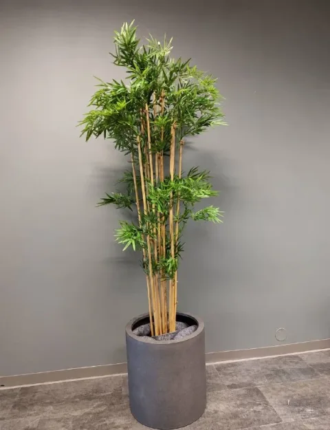 Bambu Ağacı 170 cm Salon Bitkisi