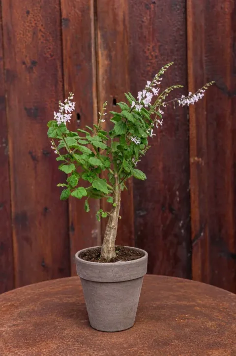 Yalancı Bonsai (Plectranthus ernstii)