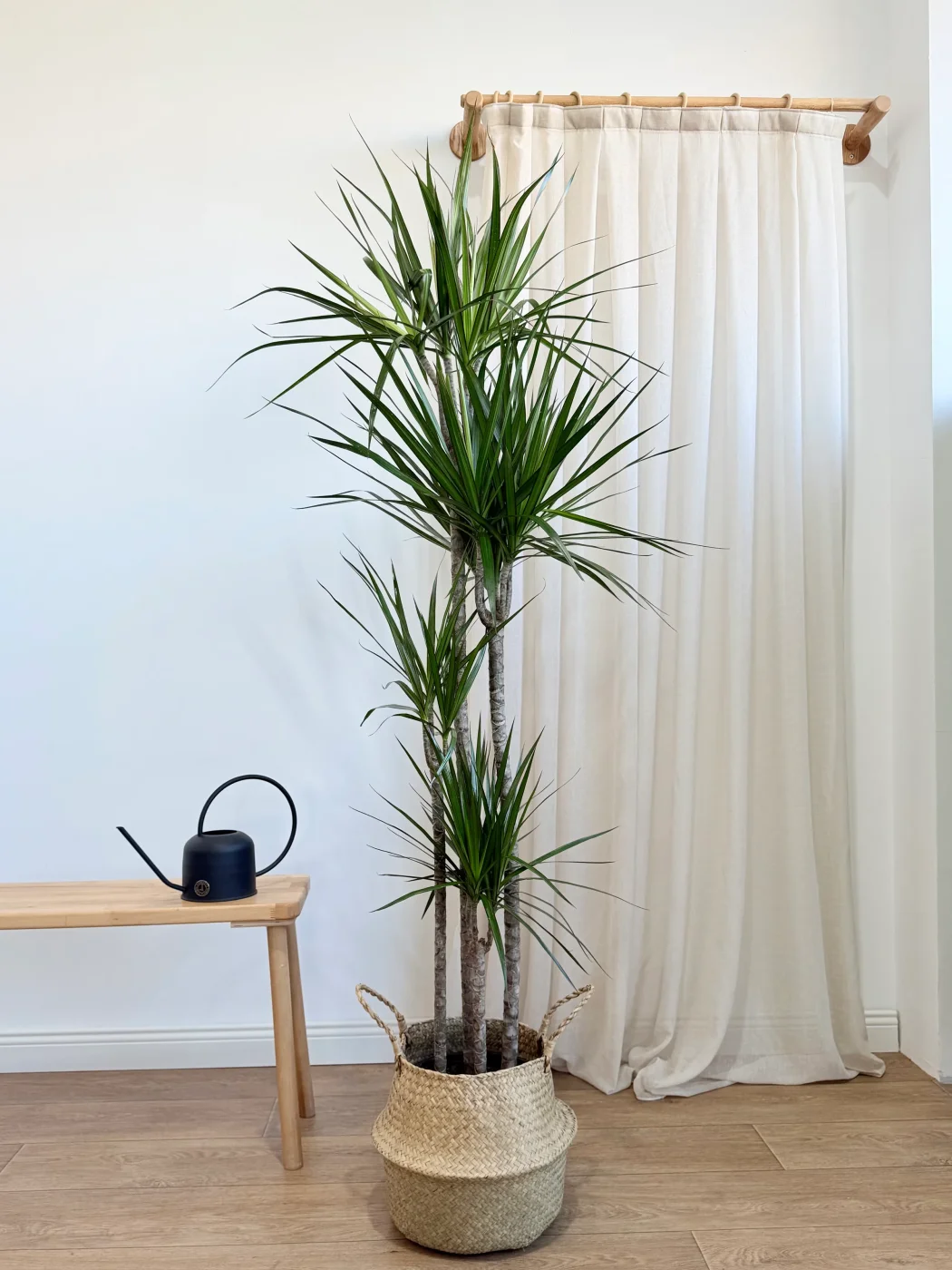 Marginata 180 cm Salon Bitkisi