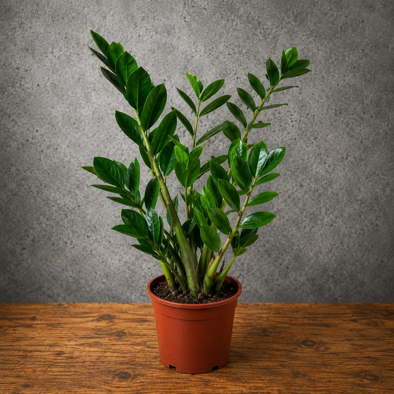 Zamia (Zamioculcas) – Tasarım 2