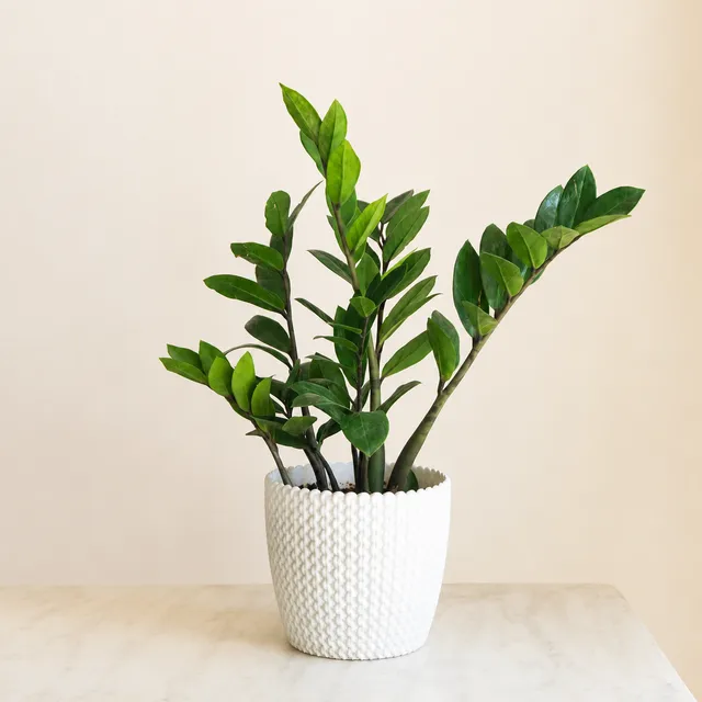 Zamia (Zamioculcas) – Tasarım 1