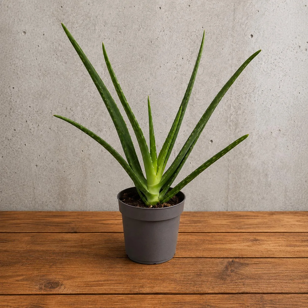 Küçük Boy Aloe Vera