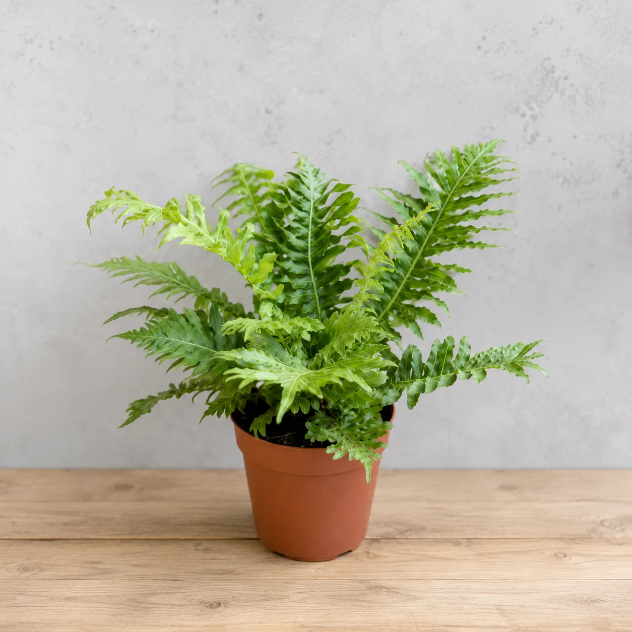 Blechnum Silver Lady Eğrelti Otu