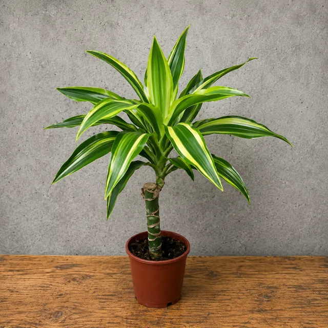 Drasena Lemon