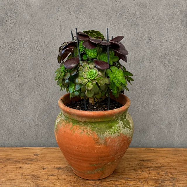 Aeonium Sukulent