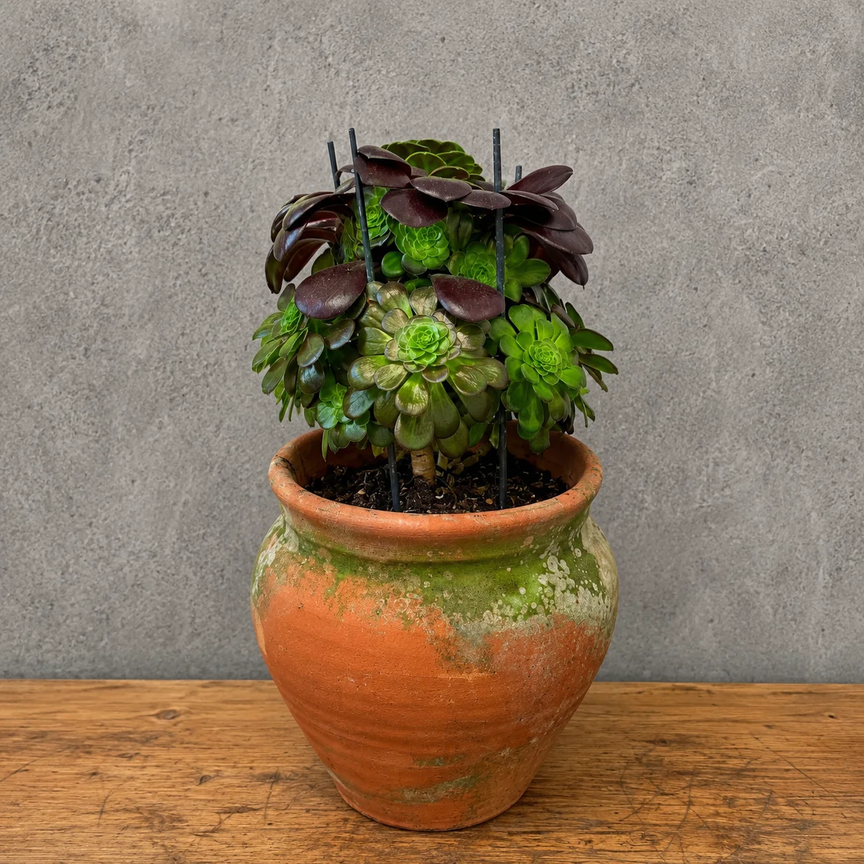 Aeonium Sukulent