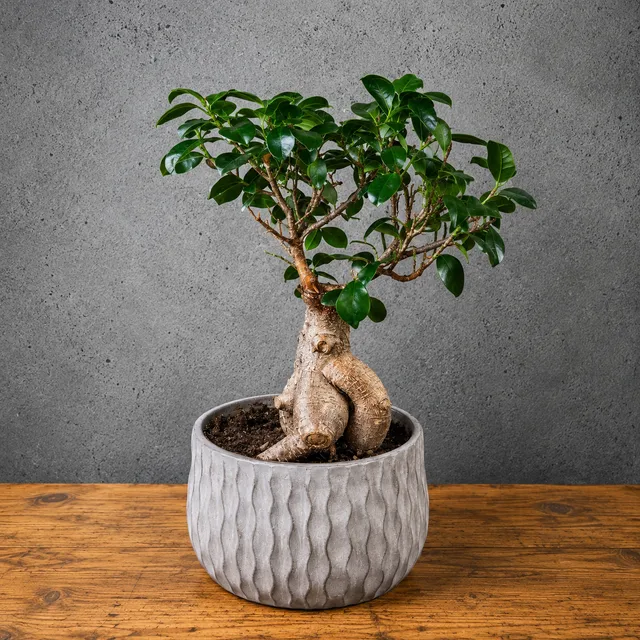 Fikus Ginseng