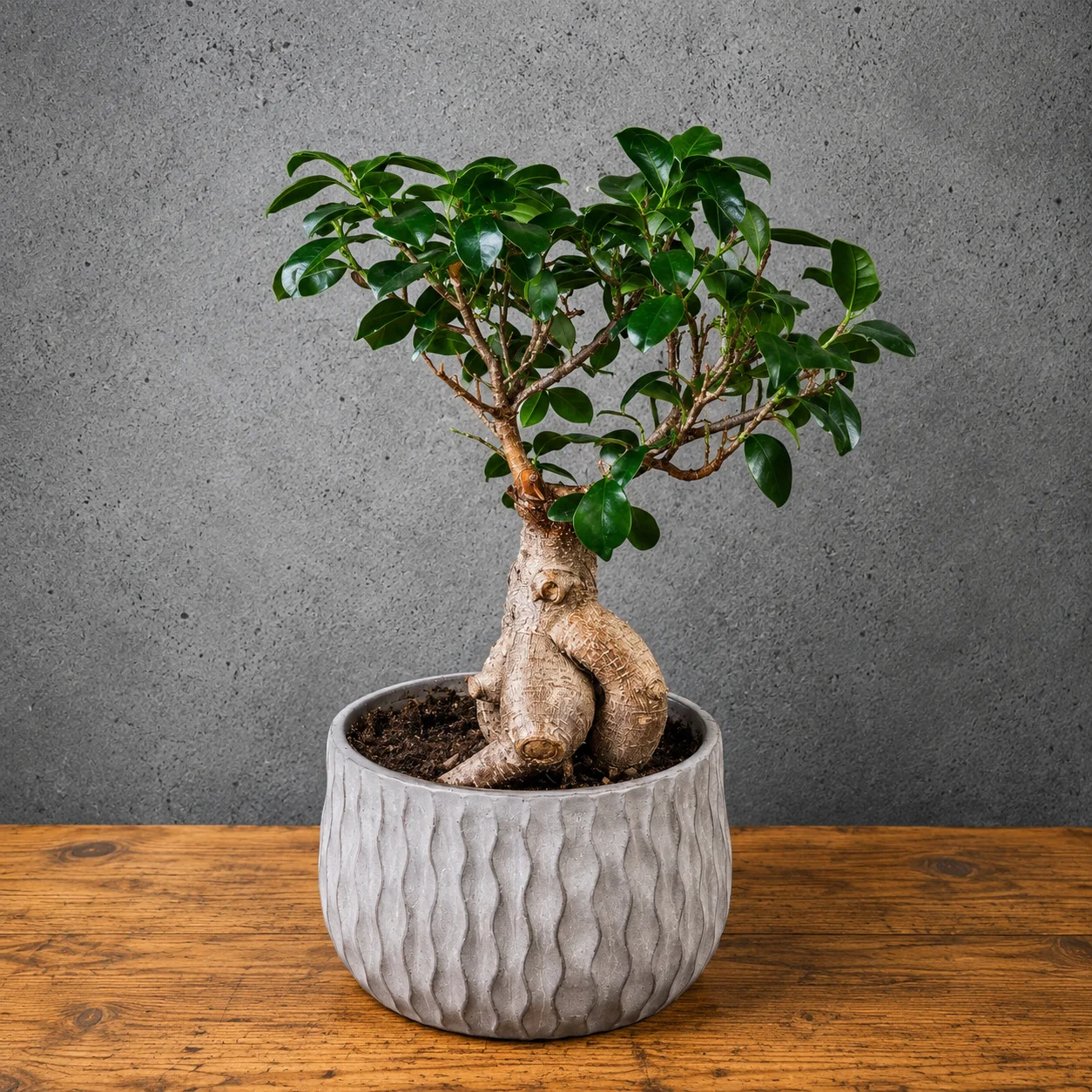Fikus Ginseng