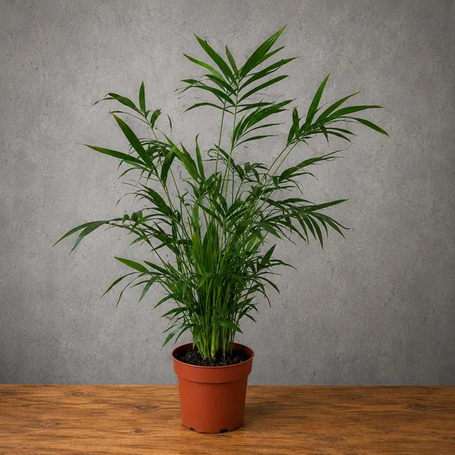 Kentia Palmiyesi
