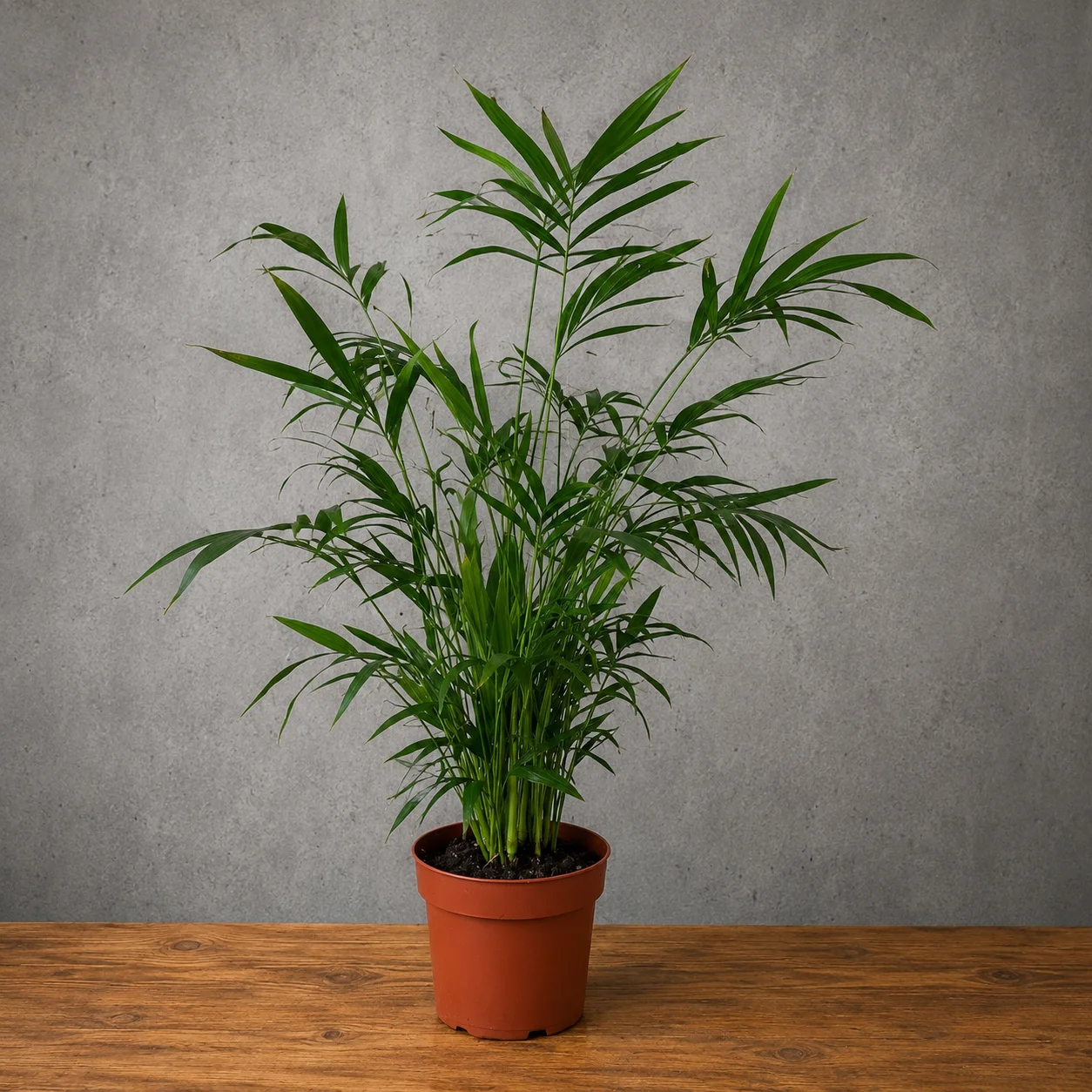Kentia Palmiyesi