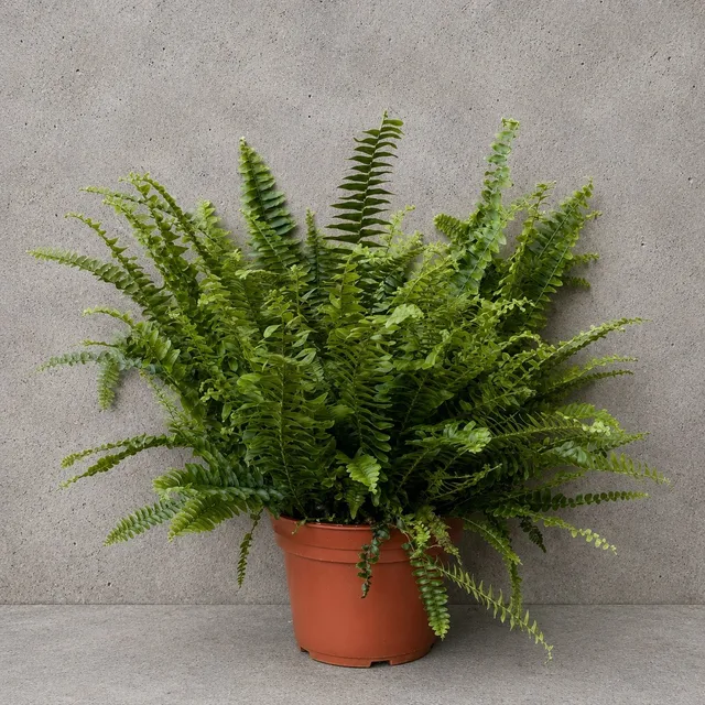 Nephrolepis Green Lady Eğrelti Otu
