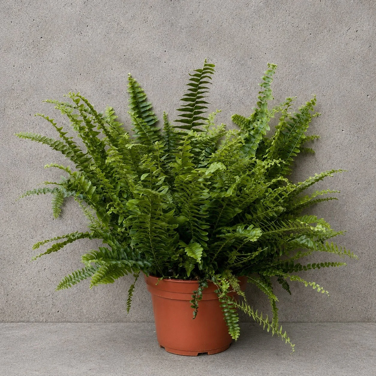 Nephrolepis Green Lady Eğrelti Otu