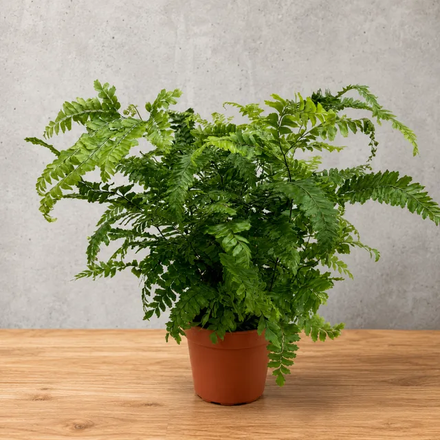 Adiantum Eğrelti Otu