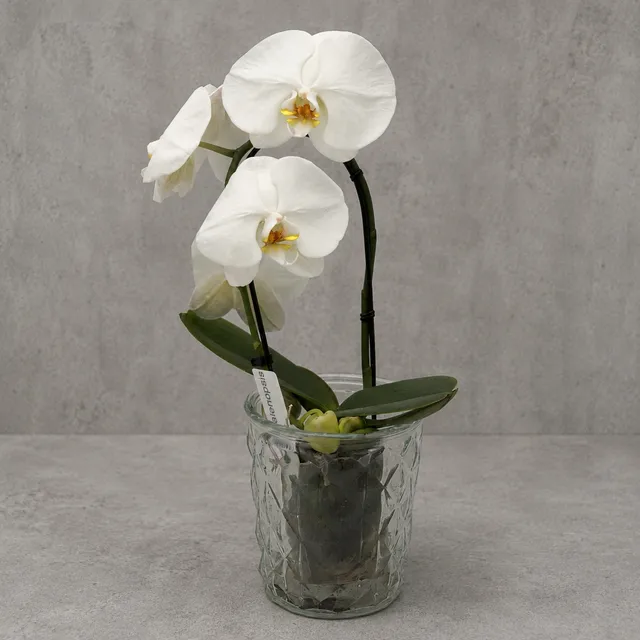 Phalaenopsis Orkide – Tasarım 1