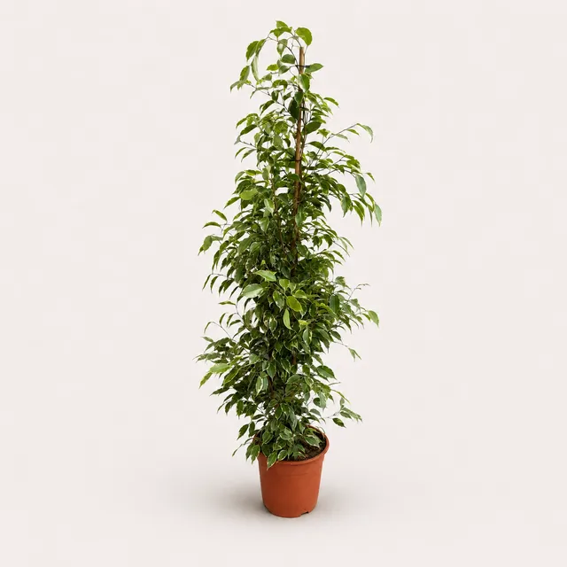 Fikus – Model 9