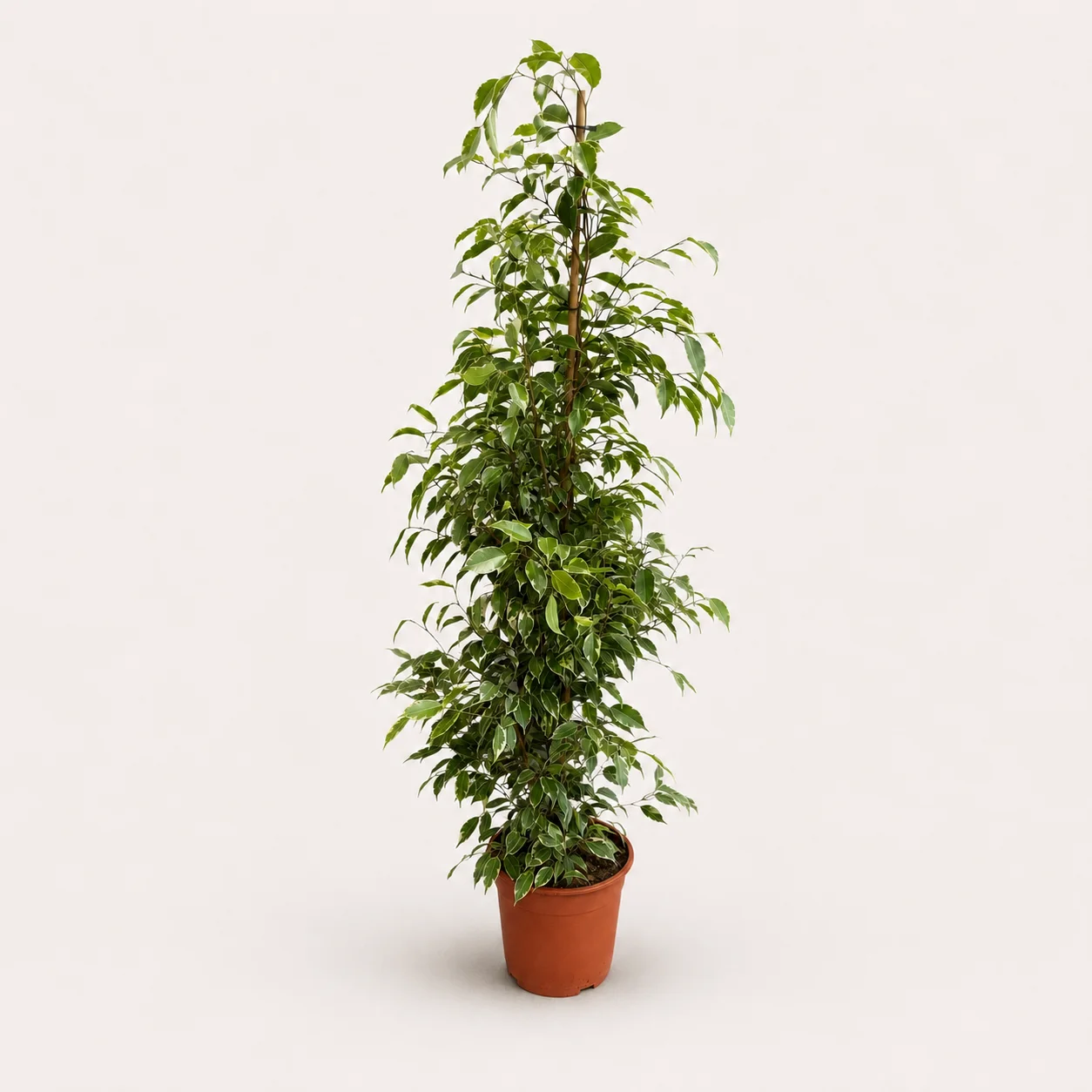 Fikus – Model 9