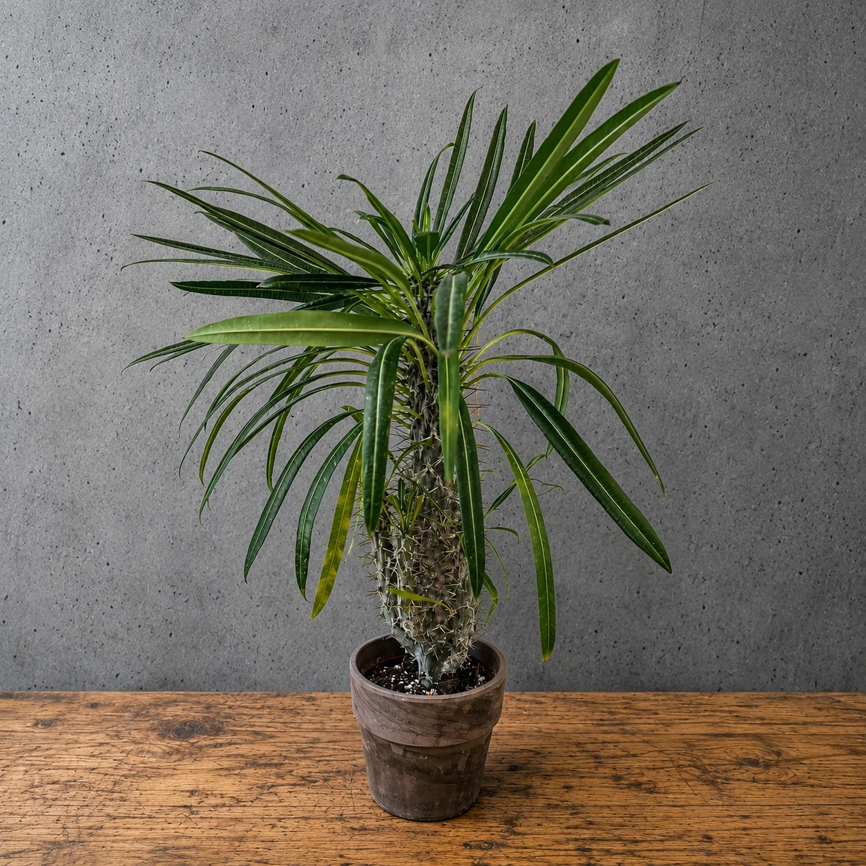 Pachypodium