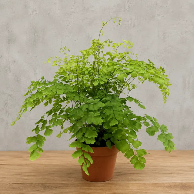 Adiantum Eğrelti Otu – Model 2
