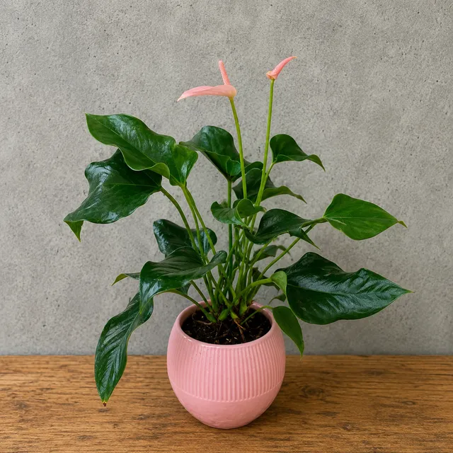 Pembe Antoryum