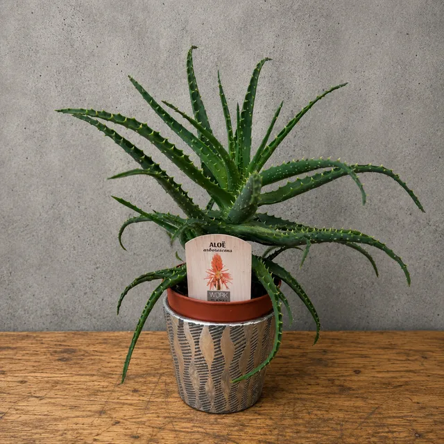 Aloe