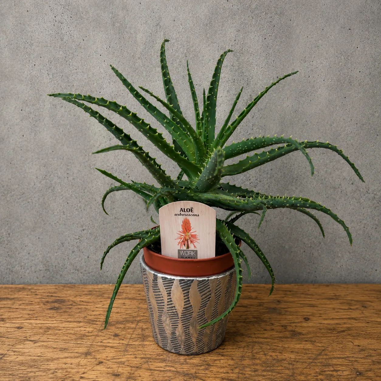 Aloe
