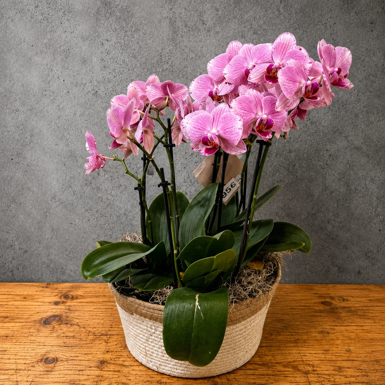 Phalaenopsis Orkide Aranjmanı