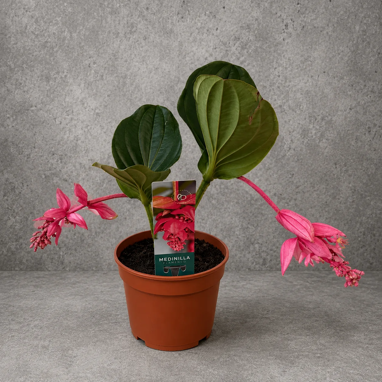 Medinilla