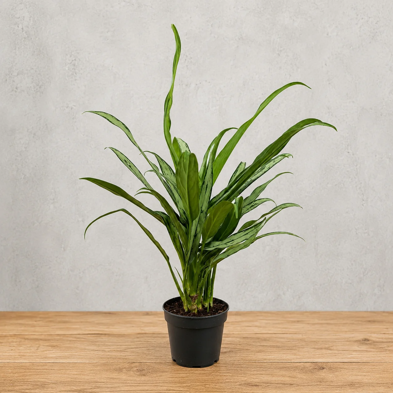Aglaonema