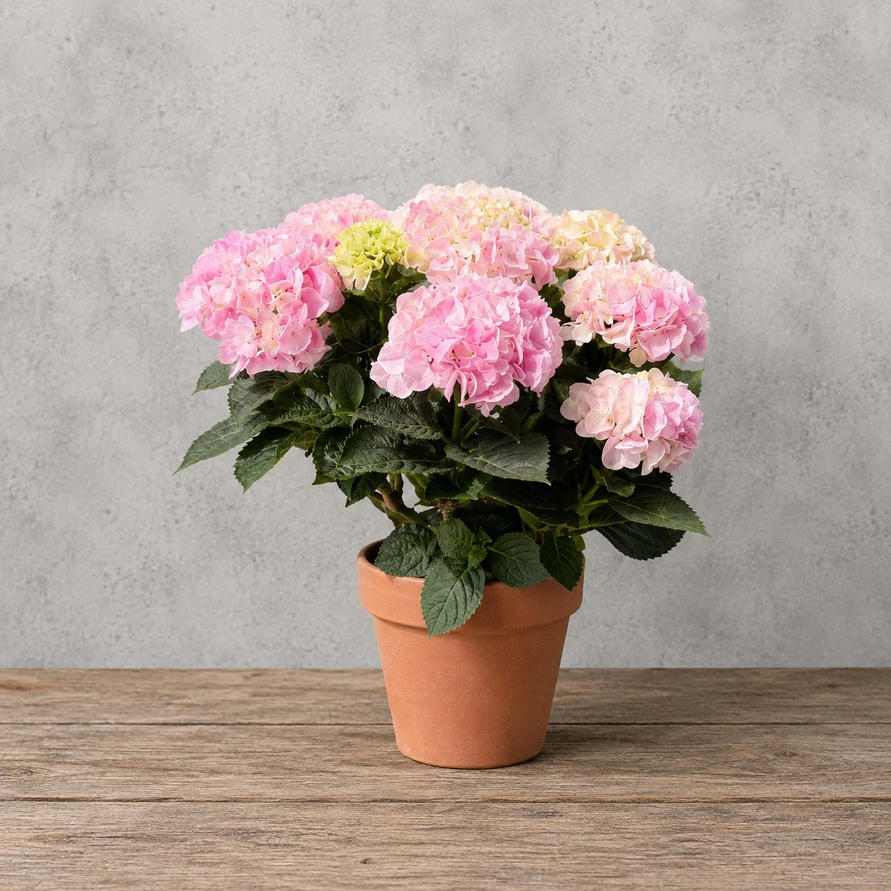 Pembe Saksıda Ortanca – Model 2
