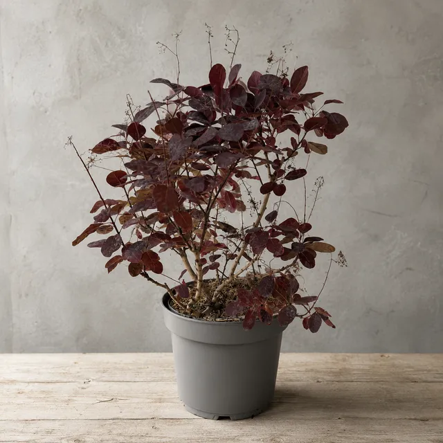 Duman Ağacı Royal Purple