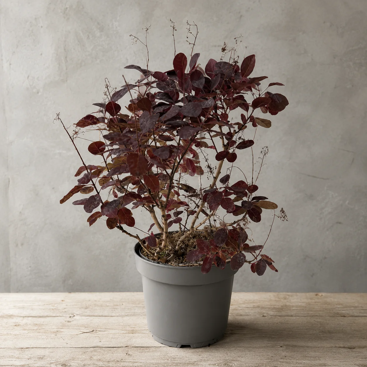 Duman Ağacı Royal Purple
