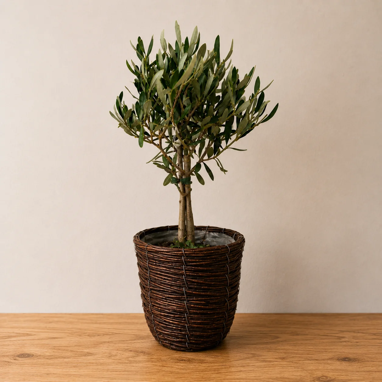 Zeytin Ağacı – Model 3