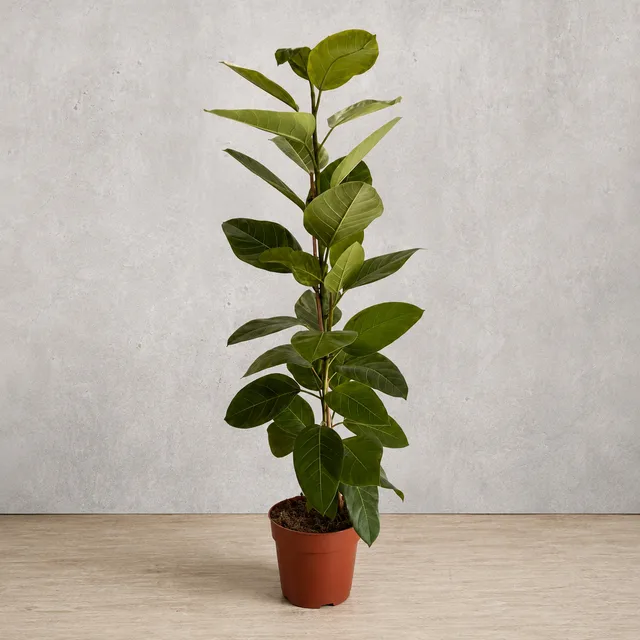 Fikus Altissima – 110 cm