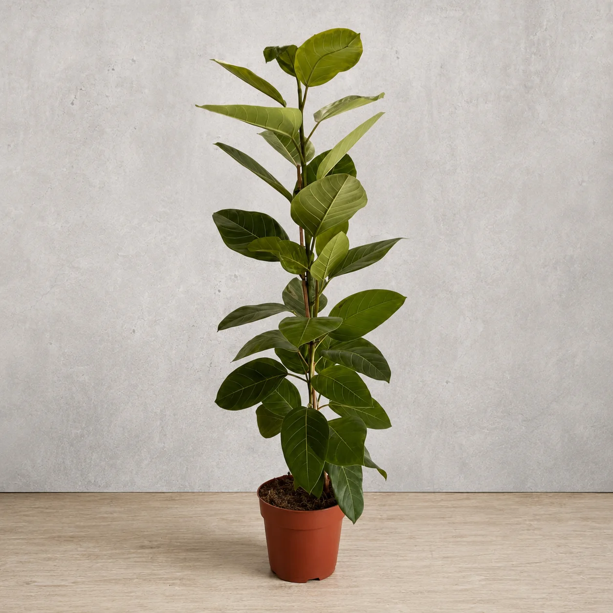 Fikus Altissima – 110 cm