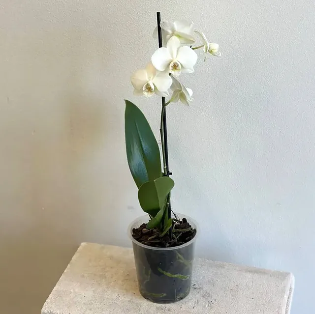 Phalaenopsis Orkide – Tasarım 2