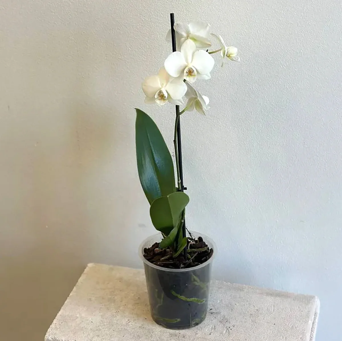 Phalaenopsis Orkide – Tasarım 2