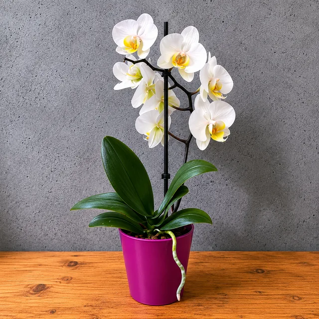 Karışık Renk Phalaenopsis Orkide