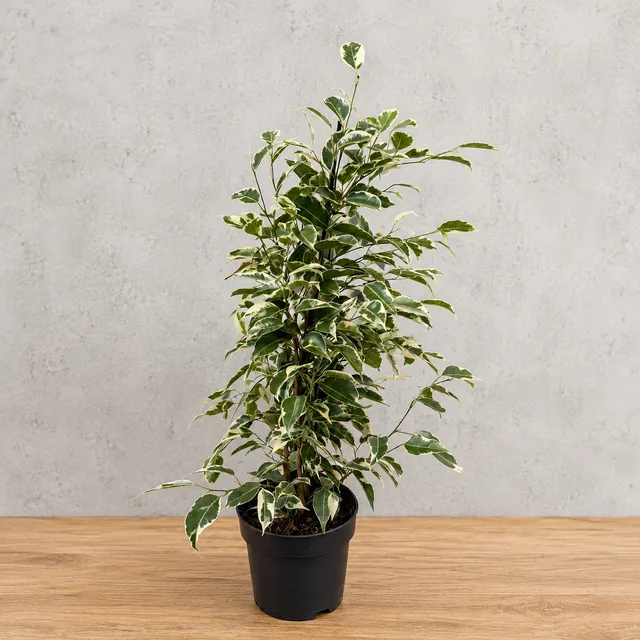 Fikus – Model 6