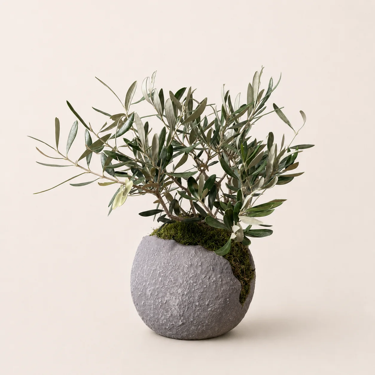 Zeytin Ağacı – Model 4