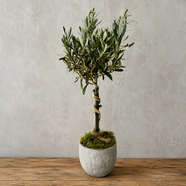 Zeytin Ağacı – Model 2