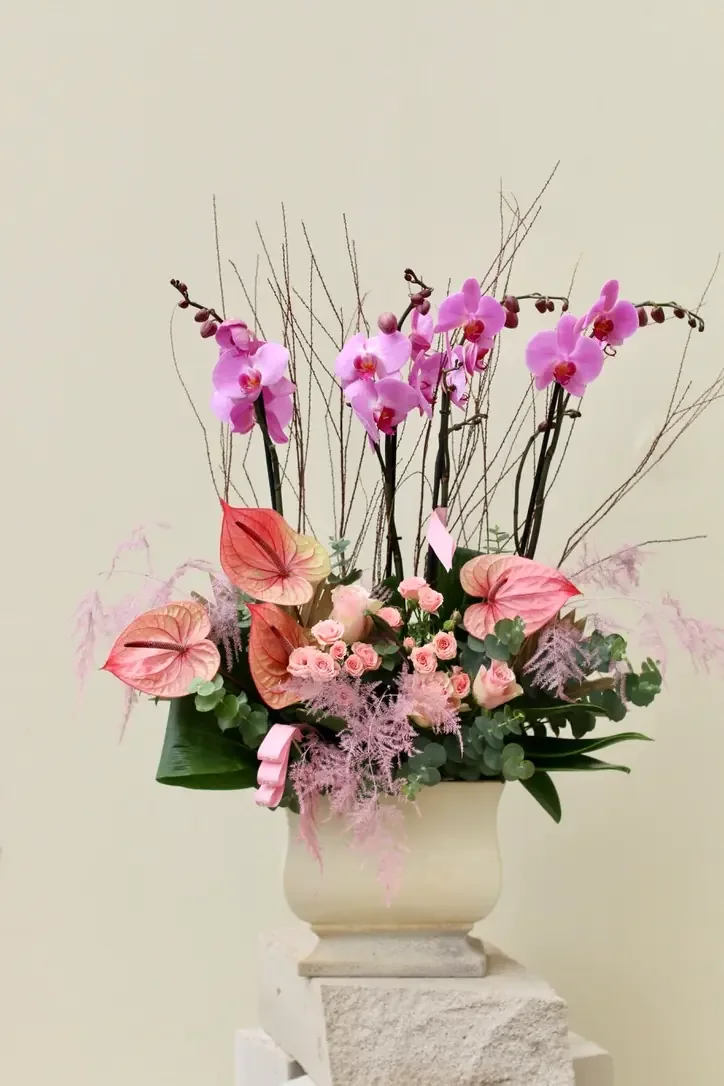 Pembe Orkide