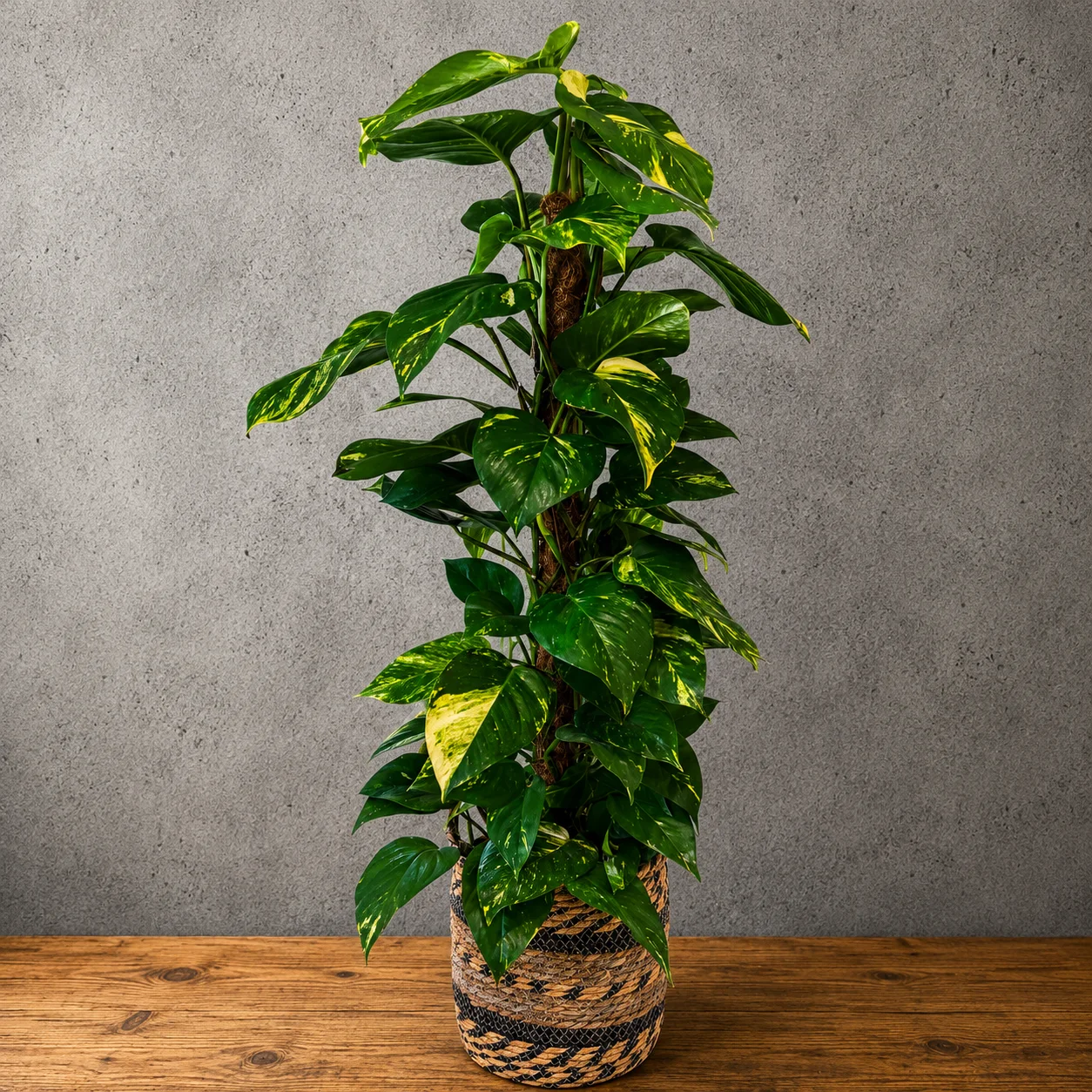 Filodendron – Model 2
