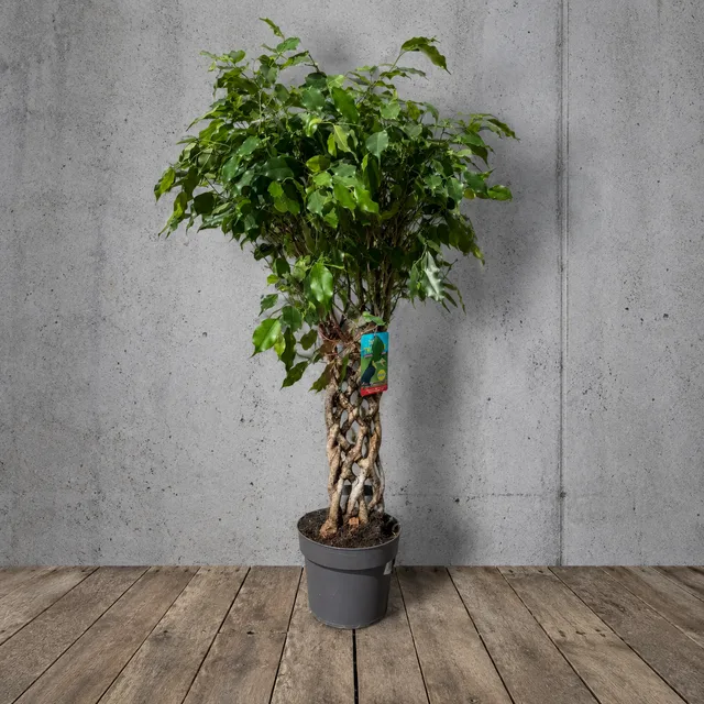 Fikus – Model 8