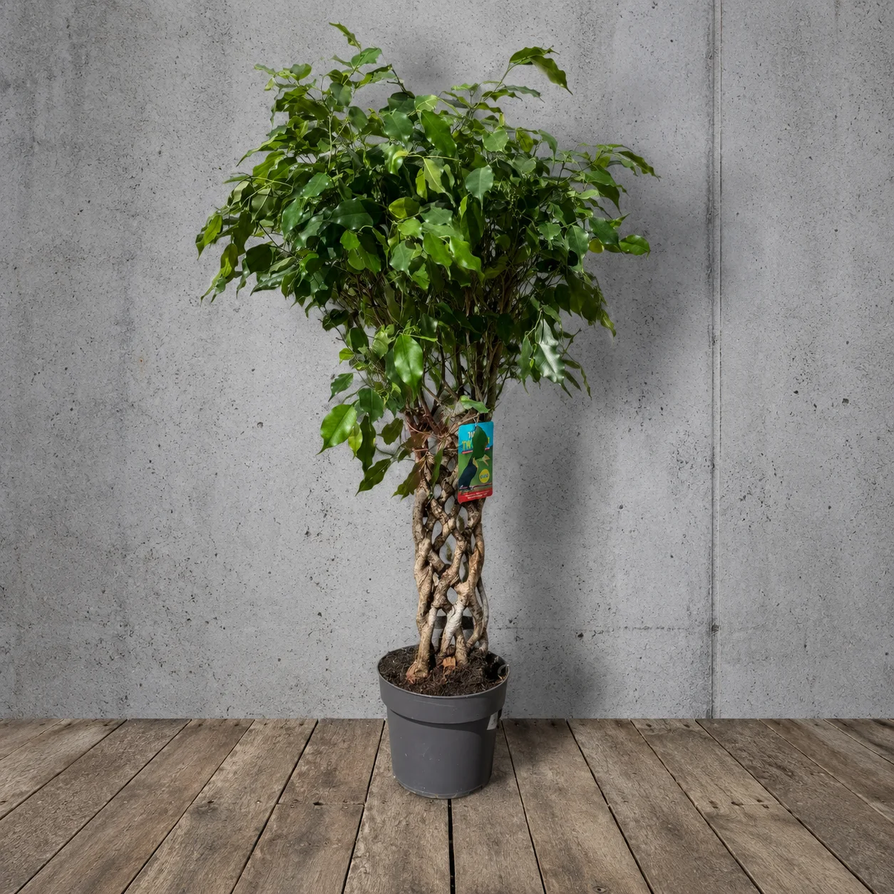 Fikus – Model 8